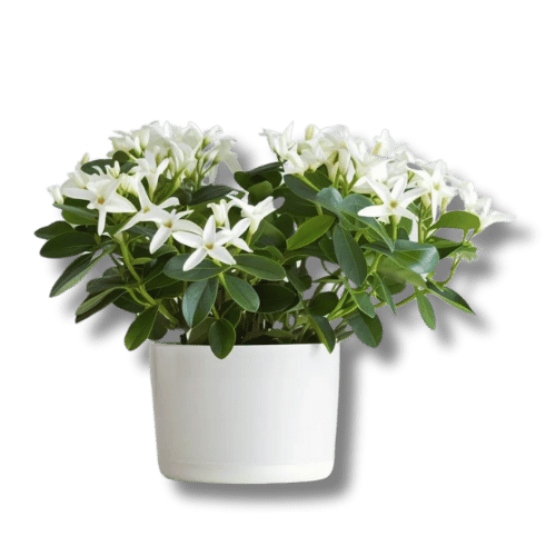 Potted Jasmine Flower