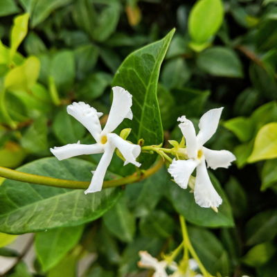 Jasmine Flower