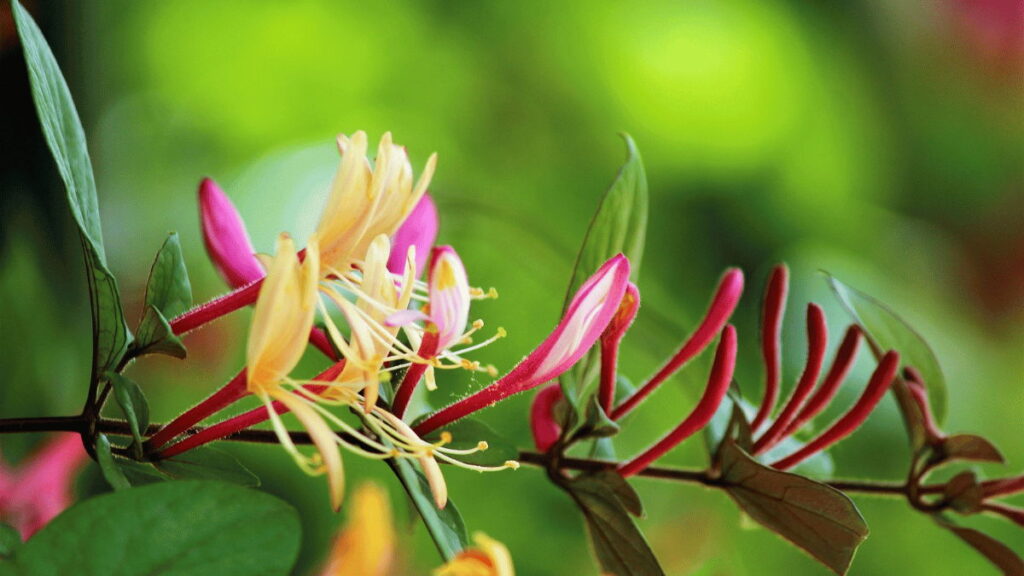 European Honeysuckle