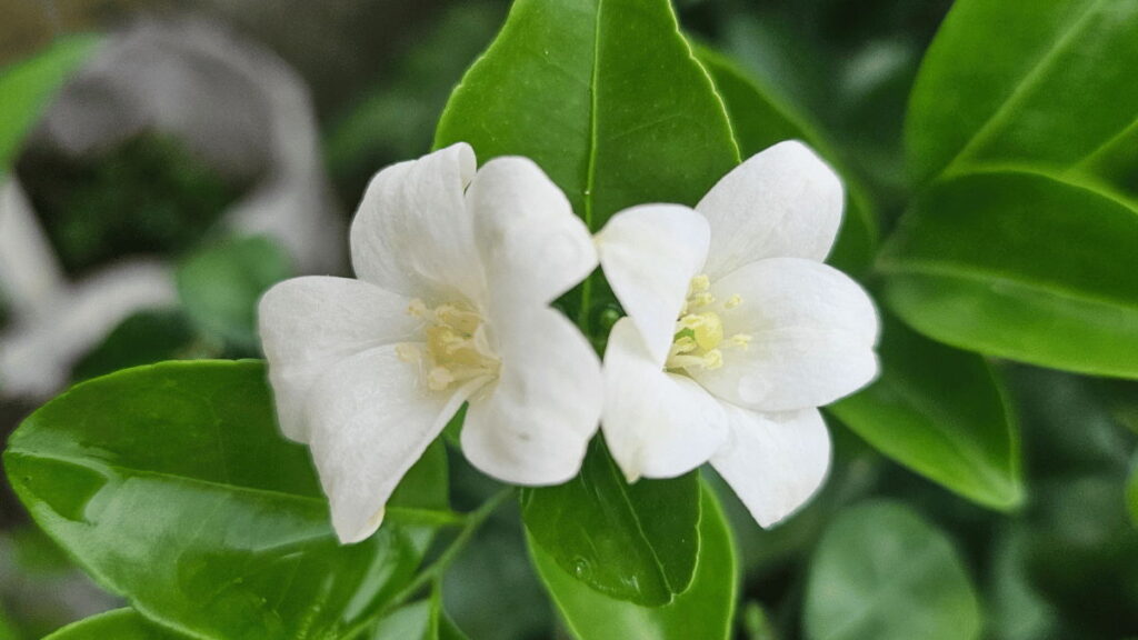 Jasmine flower