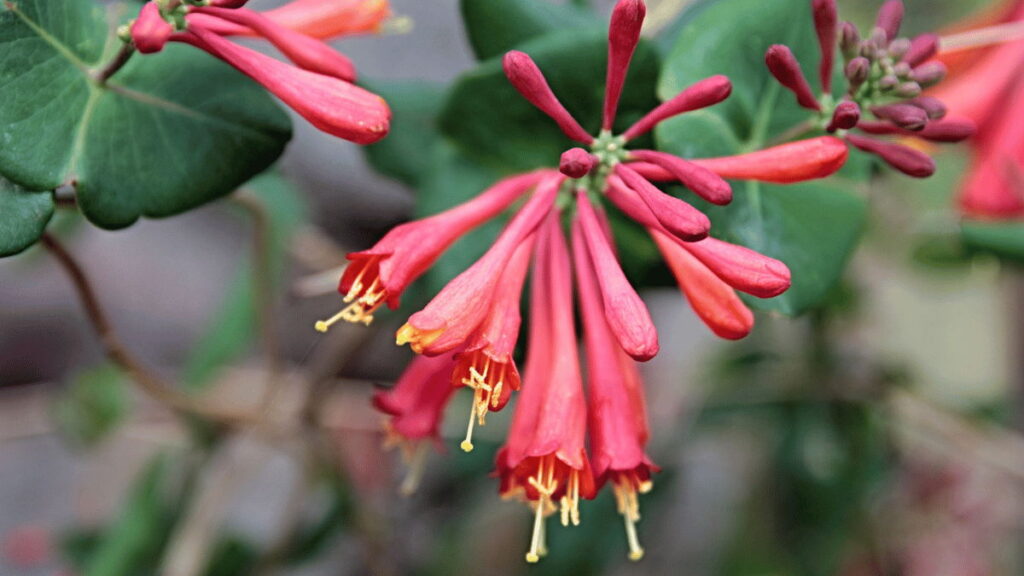 Trumpet Honeysuckle