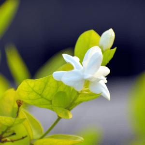 arabian jasmine