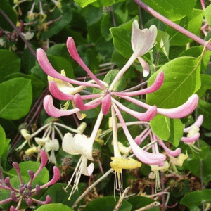 everblooming honeysuckle