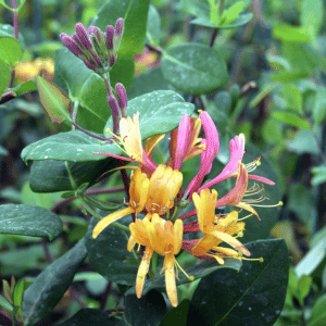 goldflame honeysuckle