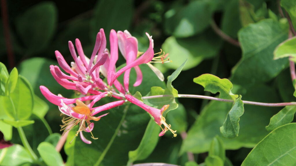 honeysuckle flower