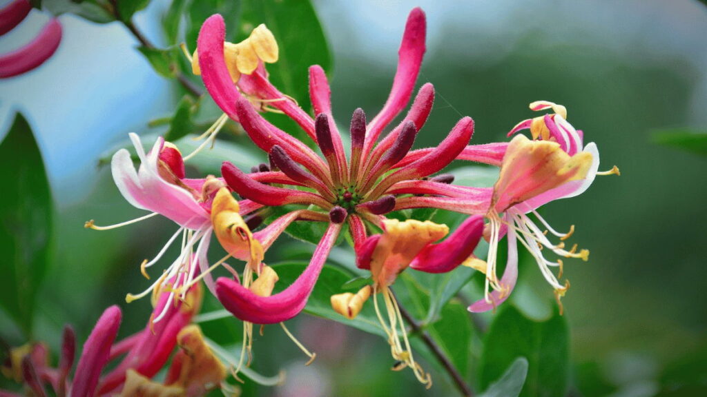 honeysuckle flower