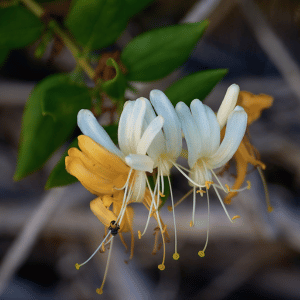 japanese honeysuckle