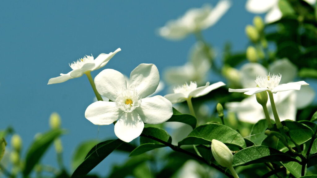 jasmine flower