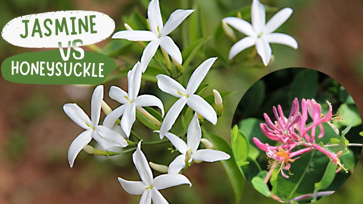 jasmine vs honeysuckle