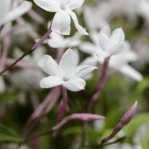 pink jasmine