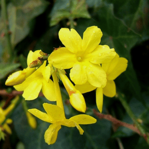 primrose jasmine