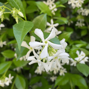 star jasmine