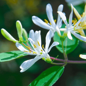 tatarian honeysuckle