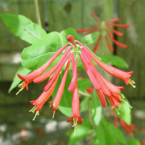 trumpet honeysuckle