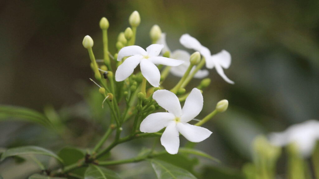 white jasmine