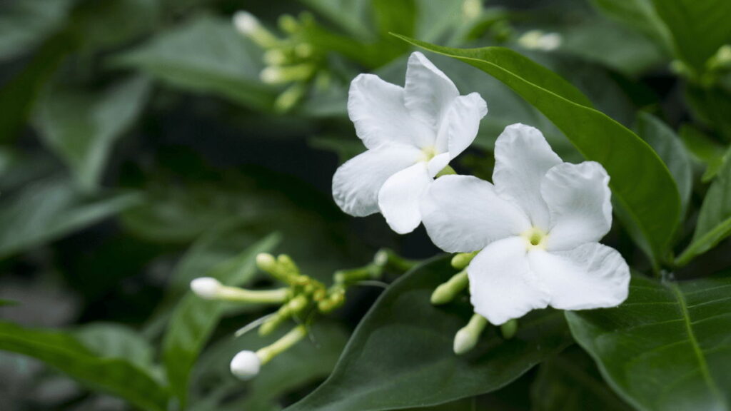 jasmine vs honeysuckle