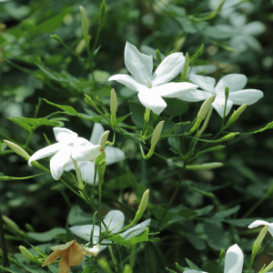 white jasmine