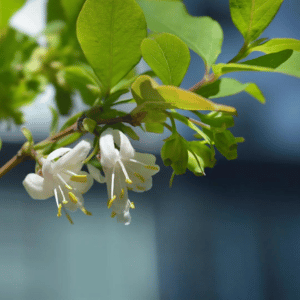 winter honeysuckle