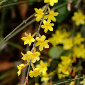 winter jasmine