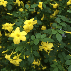 yellow jasmine