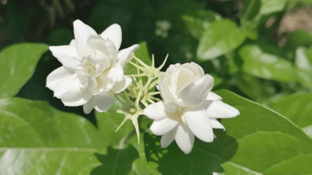 Arabian Jasmine