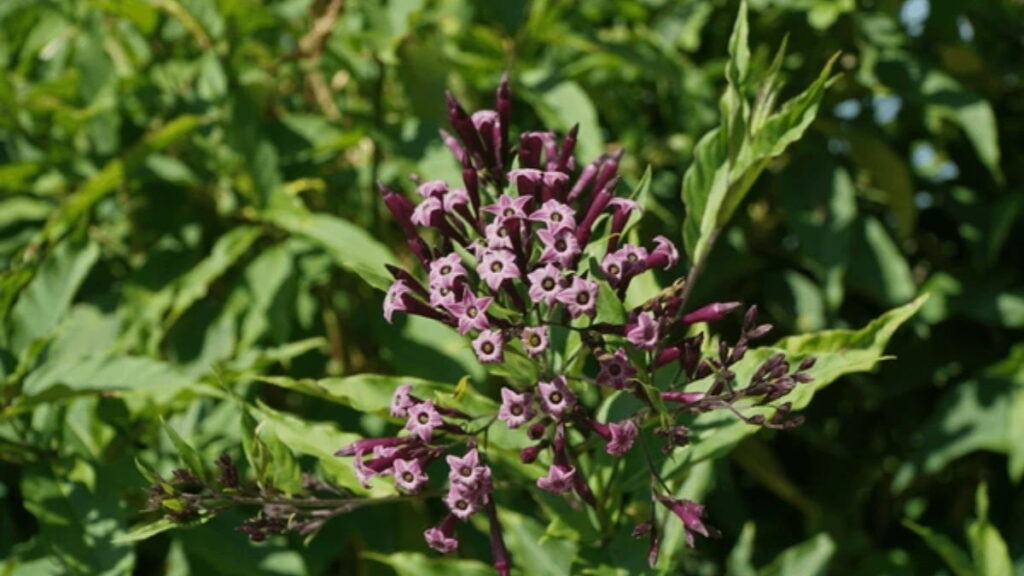 Purple Jasmine