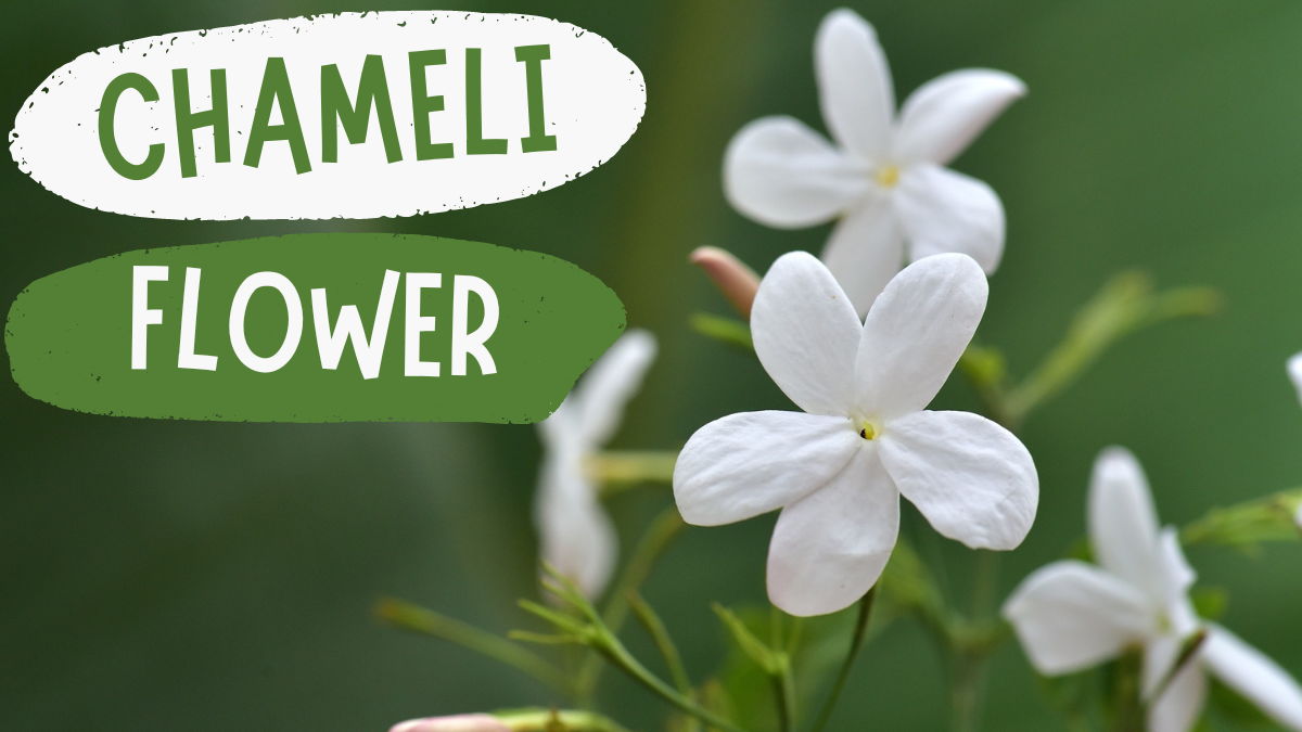 Chameli Flower