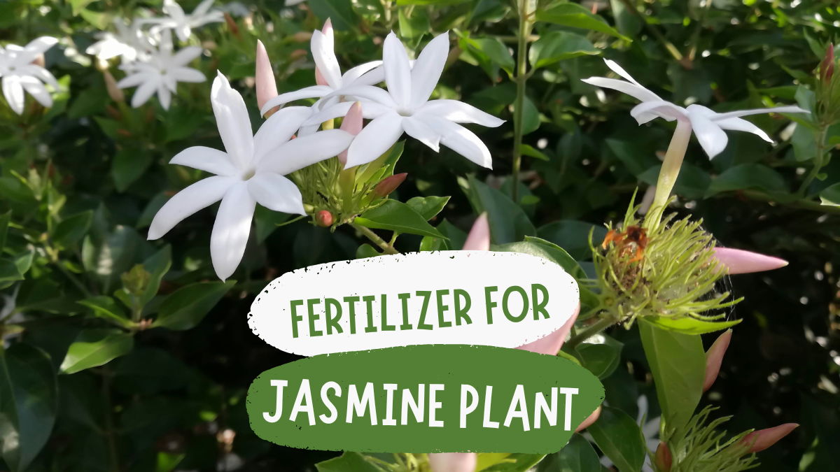 Fertilizer For Jasmine Plant