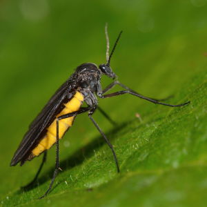 Fungus gnats