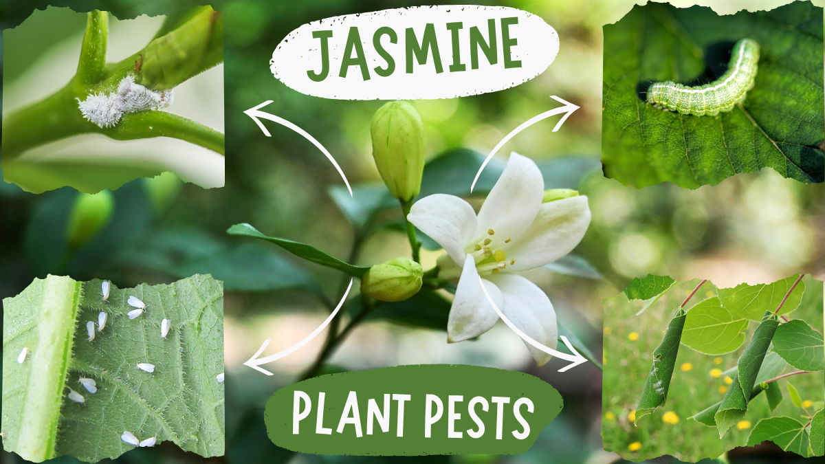 Jasmine Plant Pests