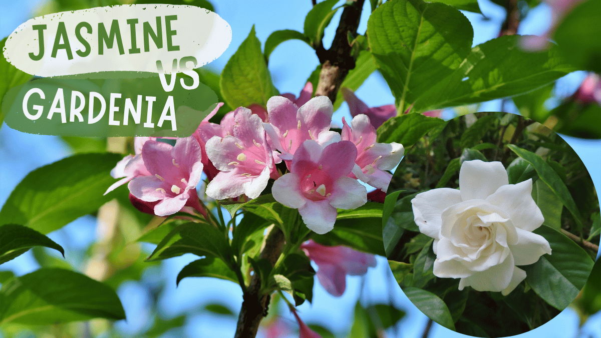 Jasmine vs Gardenia