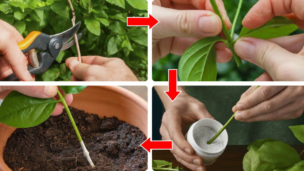 Purple Jasmine Propagation Through Cuttings