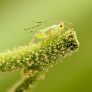 aphids