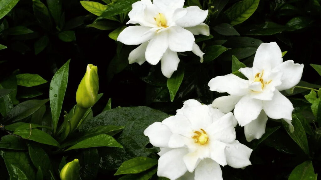 cape jasmine