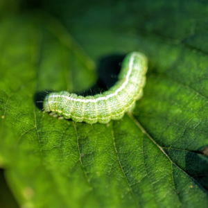 caterpiller