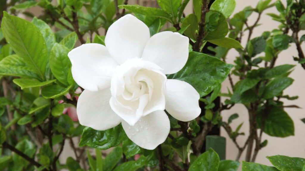 gardenia flower