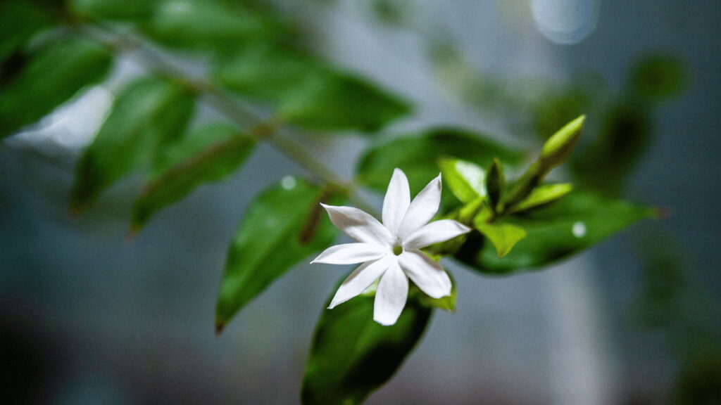 jasmine flower