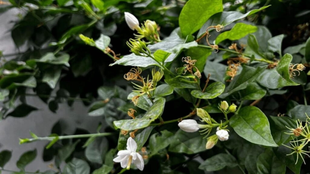 jasmine flower fertilizer