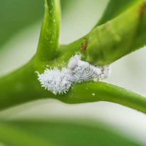 mealybugs