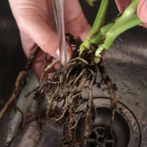 root rot