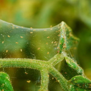 spider mites