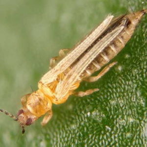 thrips