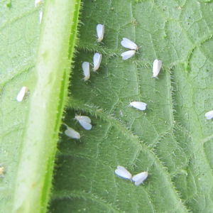 whitefly