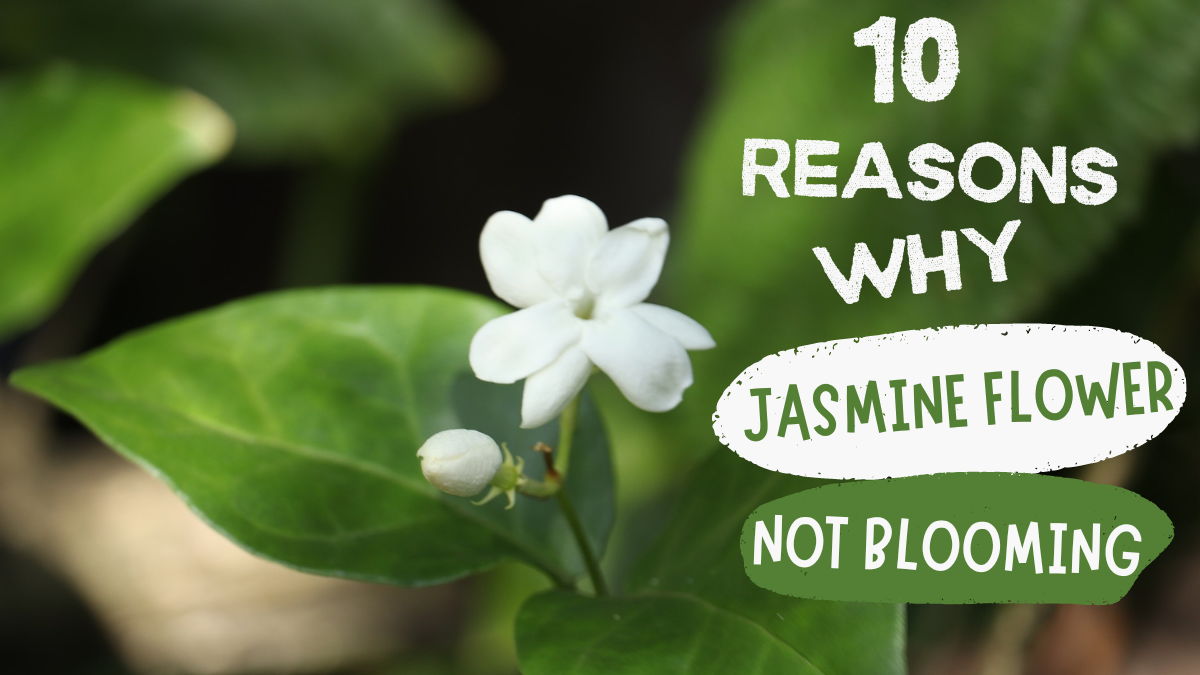 why jasmine flower not blooming