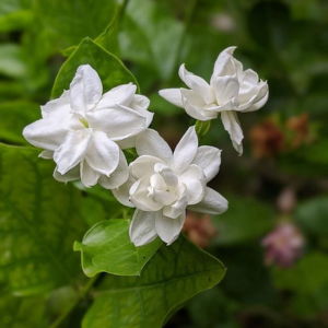 Arabian Jasmine