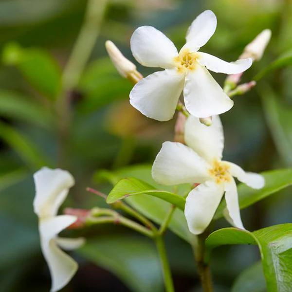 Asiatic Jasmine