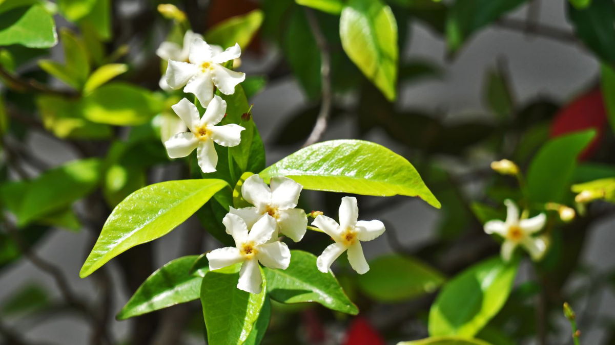 Asiatic jasmine