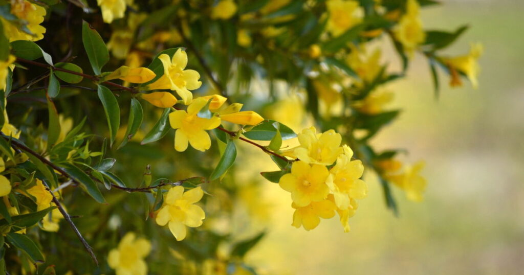 Carolina Jessamine