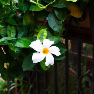 Chilean Jasmine