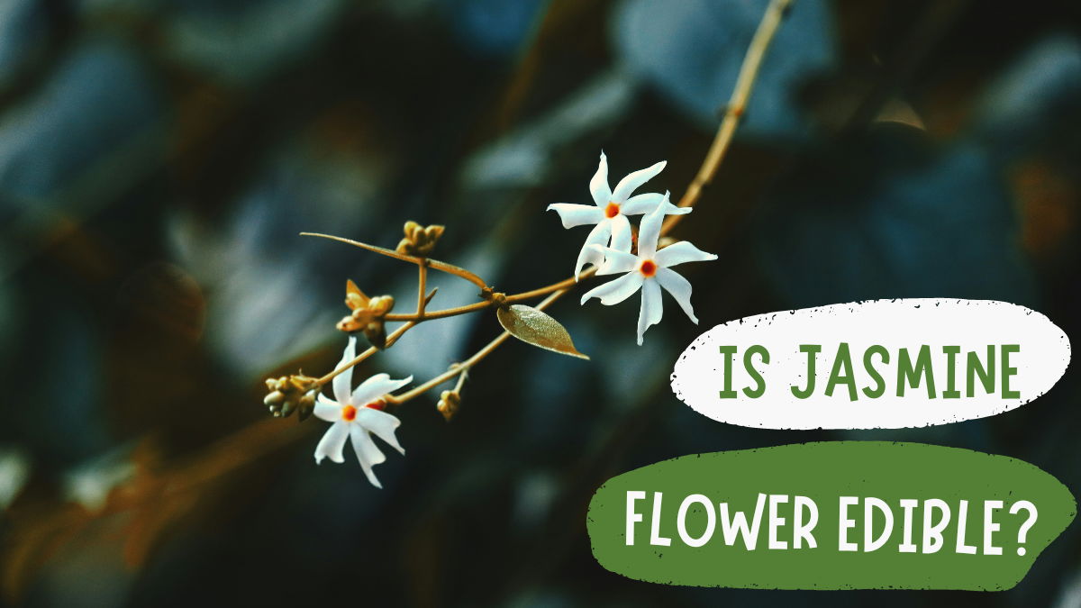 Is Jasmine Flower Edible